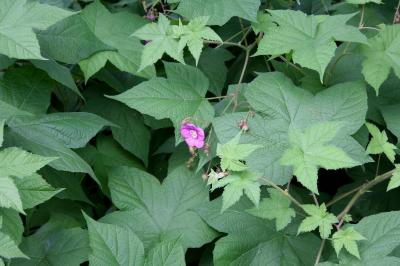 Thimbleberry leaves and flower